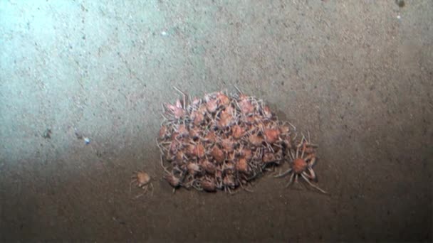 Krabben auf dem sandigen Boden unter Wasser im Pazifik Kokos Insel, Costa Rica. — Stockvideo