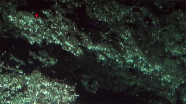 Corail sous-marin en eau profonde de l'océan Pacifique sous-marin Cocos Island Costa Rica . — Video