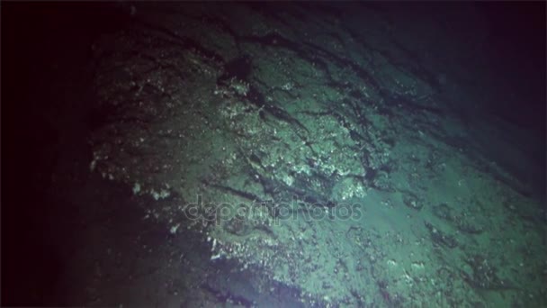 수 중 산호 깊은 바다에서 잠수함 태평양 바다 코코스 섬 코스타 리카. — 비디오