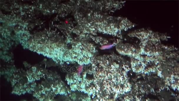 Podvodní korálové hluboké moře z podmořských Kostarika Pacific Ocean Cocos Island. — Stock video