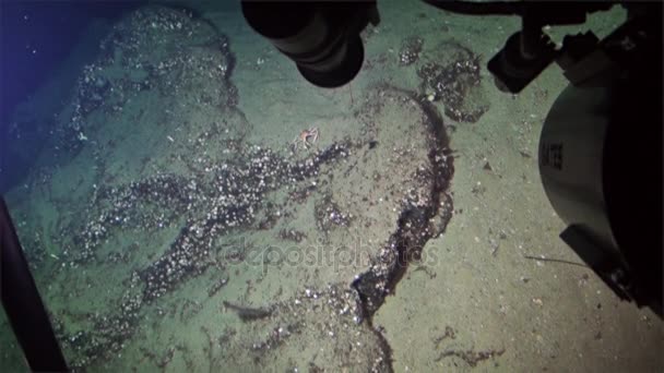 Cangrejo bajo el agua en el fondo del mar vista desde el submarino en el Océano Pacífico Cocos Island . — Vídeos de Stock
