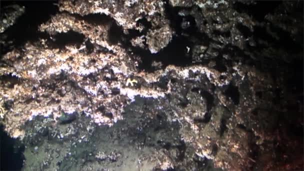 Underwater deep sea canyon view from submarine Pacific Ocean Cocos Island. — Stock Video