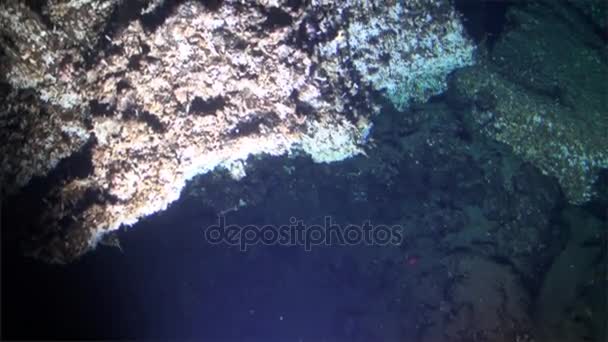 Podvodní přírody hluboké moře výhled z podmořských Tichého oceánu Cocos Island. — Stock video