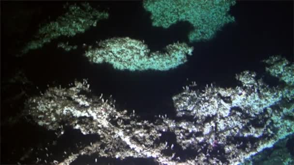 Undervattensbuller korall djupa havsutsikt från ubåt Stilla havet Cocos Island. — Stockvideo