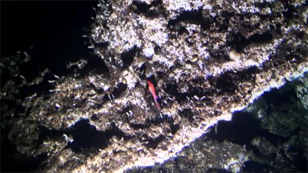 Život ryb na hluboké moře výhled z ponorky v 300 m hloubka oceánu Kokosový ostrov. — Stock video