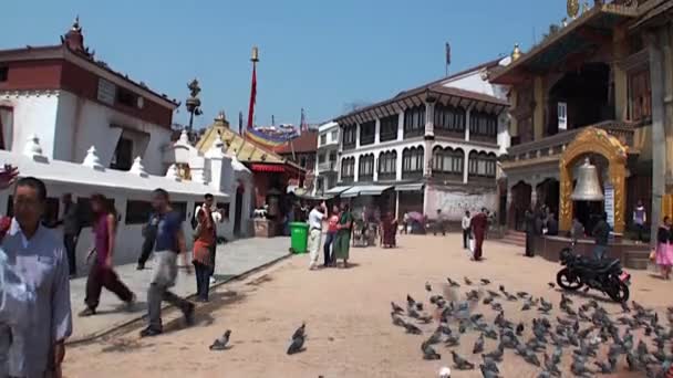 Palomas en la Plaza Durbar y sus alrededores en Nepal . — Vídeos de Stock