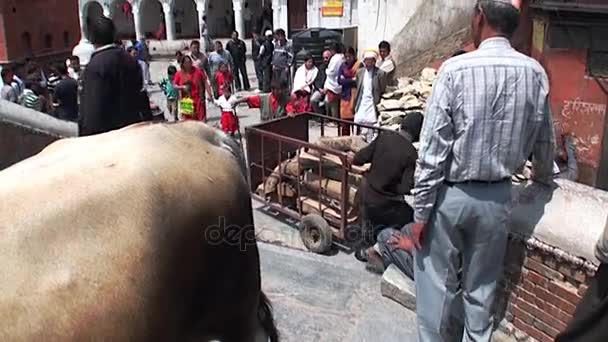 Místní dělník nese dříví na ulicích Kathmandu v Nepálu. — Stock video