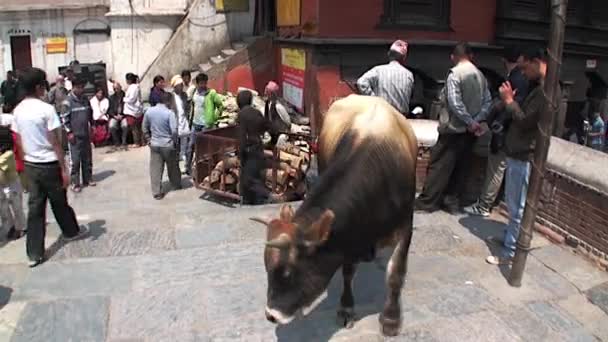 Бика на вулиці Катманду в Непалі. — стокове відео