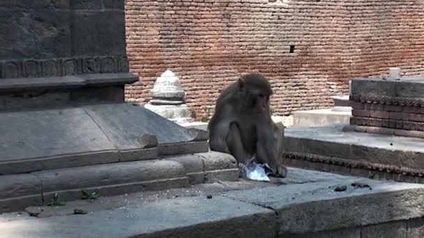 Sevimli maymun Katmandu sokaklarında binanın merdivenlerinde yeme. — Stok video