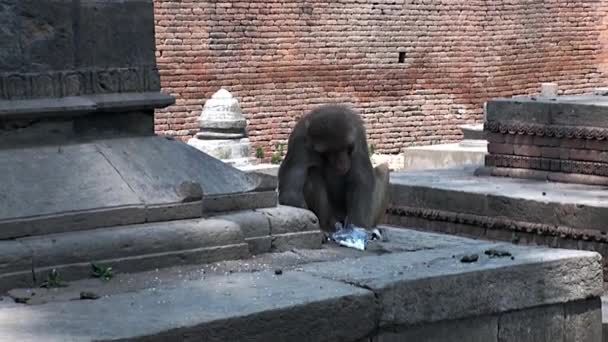 Katmandu Nepal sokaklarında binanın merdivenlerinde yeme maymun. — Stok video