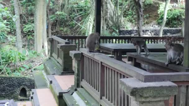 Мавпа на фоні дерев'яні споруди в Індонезії. — стокове відео