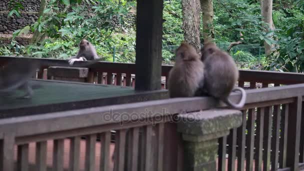 Rolig apa äter ett papper i de tropiska skogarna i Indonesien. — Stockvideo