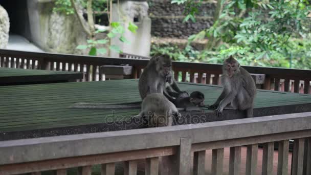 Mono ideal de la familia sobre un fondo de una estructura de madera en Indonesia . — Vídeos de Stock