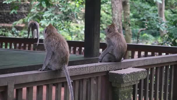 Mono sobre fondo de madera en bosque tropical en Indonesia . — Vídeos de Stock