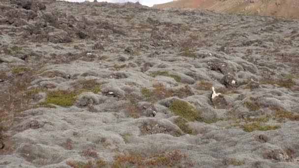 Flora op de kust van de Noordelijke IJszee in Groenland. — Stockvideo