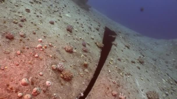 Wreck Salem Expresson sobre el fondo marino bajo el agua en Egipto . — Vídeo de stock