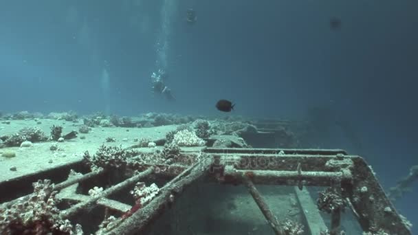 Taucher schwimmen in tiefem Wasser nahe Schiffswracks salem express. — Stockvideo