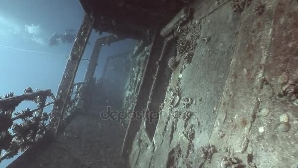 Divers pływać pod wodą w pobliżu wraków Salem Express. — Wideo stockowe