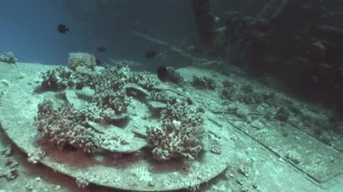 Salem hızlı su altında Mısır'daki Red Sea'deki/daki mercanlar kısmında batık gemi.