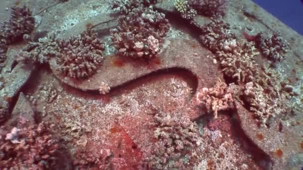 Koralen op deel van gezonken schip Salem Express close-up onderwater in de rode zee. — Stockvideo