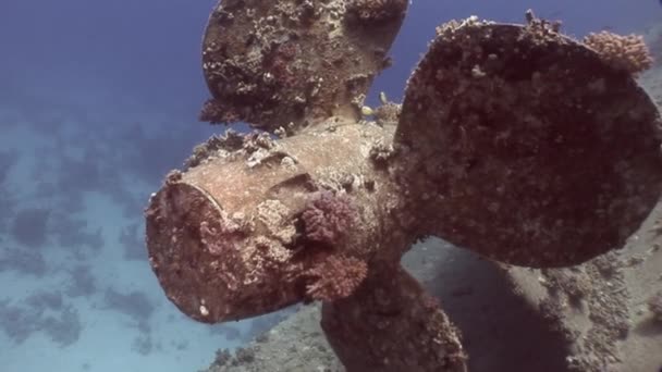 Schroef schip Salem Express wrak op zeebodem onderwater in Egypte. — Stockvideo