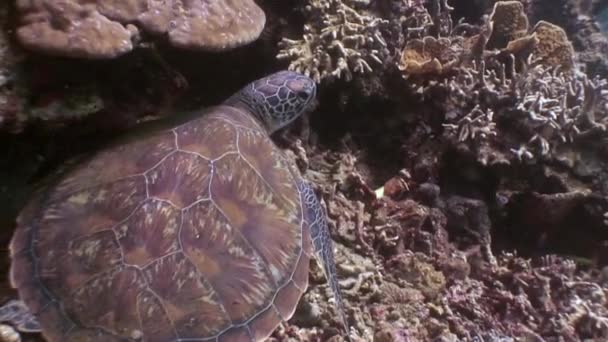 Tengeri teknős alján a víz alatti zátony, a természet Fülöp-szigetek.