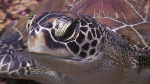 Videos Pour Cherepaha Cherepaha Clips Video Hd 4k Footage Depositphotos