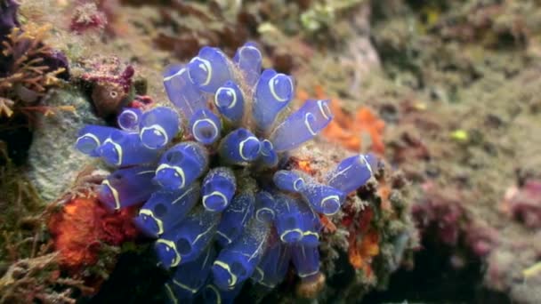 Anemone aktínium víz alatti, a tengerfenék, a természet Fülöp-szigetek.