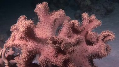 Coral Red Sea'deki/daki arka plan sualtı deniz manzara üzerinde.
