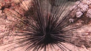 Red Sea'deki/daki echinus sualtı deniz manzara.