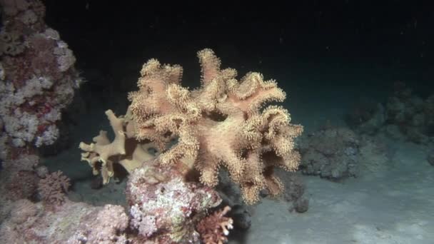 Coral on background underwater marine landscape in Red sea. — Stock Video