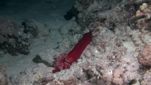 Nudibranchi ballerini spagnoli sott'acqua in cerca di cibo nel Mar Rosso . — Video Stock