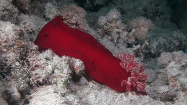 Bailarina española nudibranquios bajo el agua sobre fondo paisaje marino en el Mar Rojo . — Vídeos de Stock
