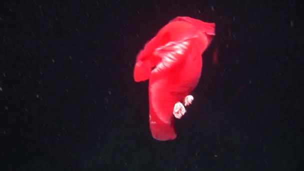 Ballerino spagnolo nudibranchi sott'acqua sullo sfondo paesaggio marino nel Mar Rosso . — Video Stock