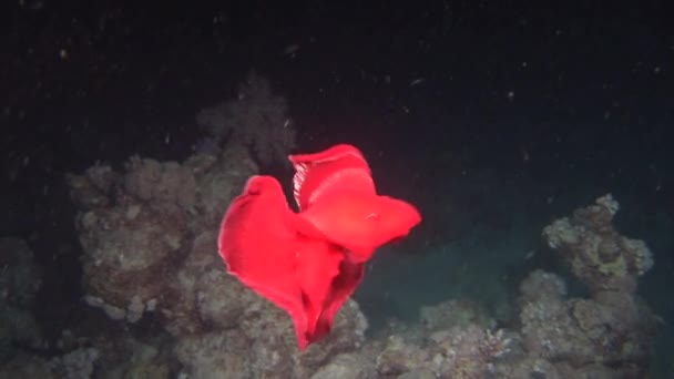 Bailarina española nudibranquios bajo el agua en busca de comida en el Mar Rojo . — Vídeo de stock