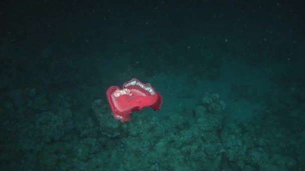Spanyol táncos nudibranchs víz alatt a háttérben a tengeri táj, a Vörös-tenger. — Stock videók