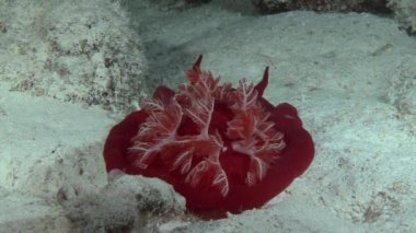 İspanyol dansçı nudibranchs su altında arka plan deniz manzara Red Sea'deki/daki üzerinde.