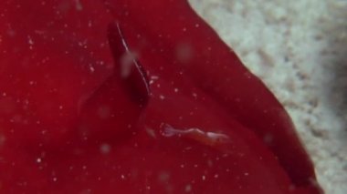 İspanyol dansçı nudibranchs su altında arka plan deniz manzara Red Sea'deki/daki üzerinde.