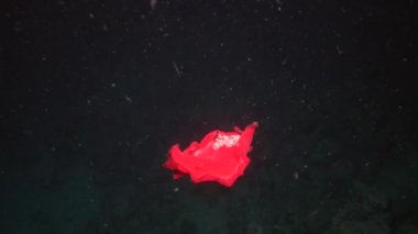 İspanyol dansçı nudibranchs su altında arka plan deniz manzara Red Sea'deki/daki üzerinde.