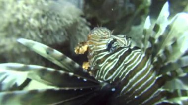 Scorpionfish su altında arka plan deniz manzara Red Sea'deki/daki üzerinde.