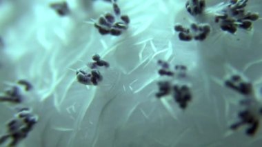 Yumuşak mercan sualtı Red Sea'deki/daki arka plan deniz manzara üzerinde kapat.