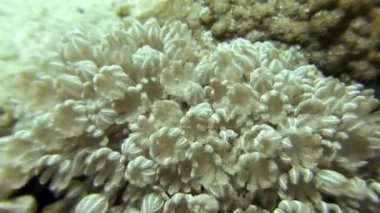 Aktinyum anemone su altında arka plan deniz manzara Red Sea'deki/daki üzerinde.