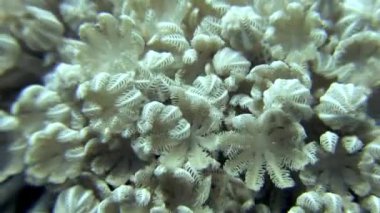 Aktinyum anemone su altında arka plan deniz manzara Red Sea'deki/daki üzerinde.