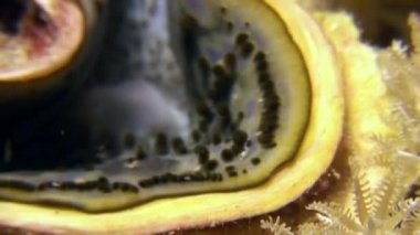 Tehlikeli tridacna su altında Red Sea'deki/daki yiyecek bulmak.