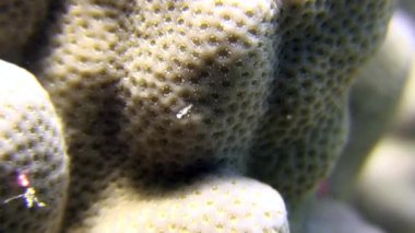 Arka plan deniz manzara Red Sea'deki/daki üzerinde mercan sualtı.