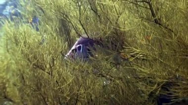 Orfoz su altında arka plan deniz manzara Red Sea'deki/daki üzerinde.