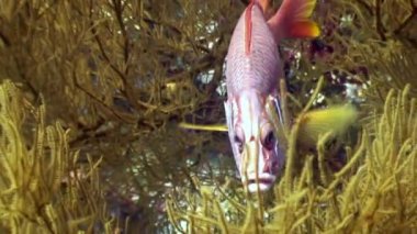 Orfoz sualtı Red Sea'deki/daki yiyecek bulmak.