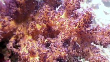 Arka plan deniz manzara Red Sea'deki/daki üzerinde yumuşak mercan sualtı.