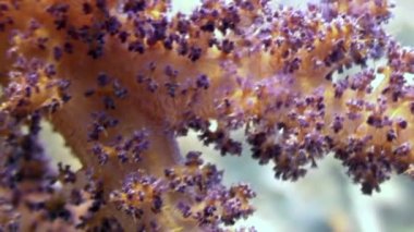 Arka plan deniz manzara Red Sea'deki/daki üzerinde yumuşak mercan sualtı.