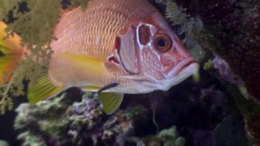 Orfoz su altında arka plan deniz manzara Red Sea'deki/daki üzerinde.